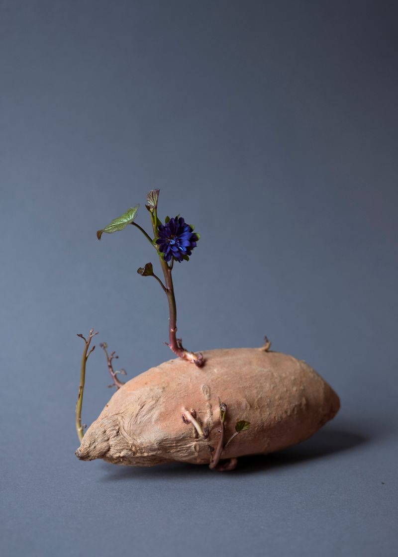 © Daria Senchikhina - Small wonder — mysterious