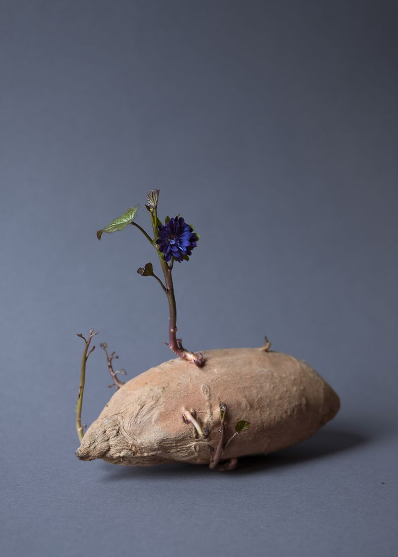 © Daria Senchikhina - Small wonder — mysterious
