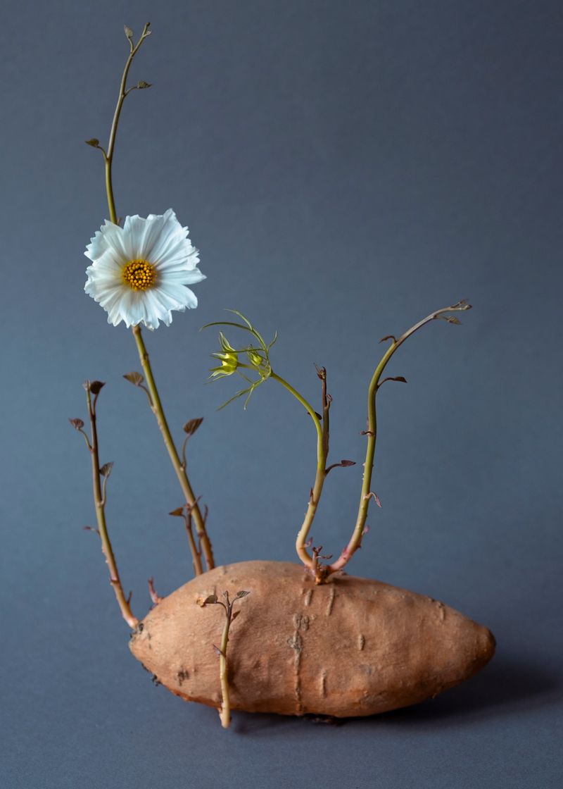 © Daria Senchikhina - Small wonder — solar