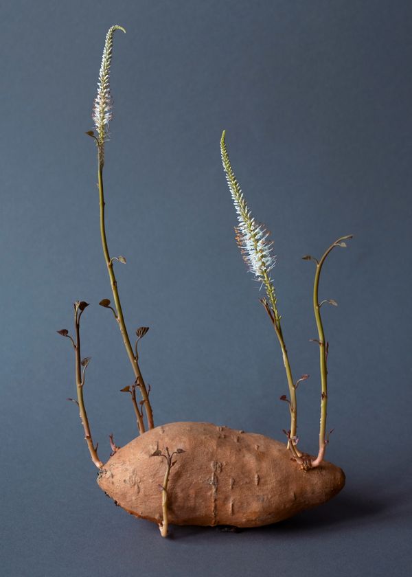 © Daria Senchikhina - Small wonder — fuzzy