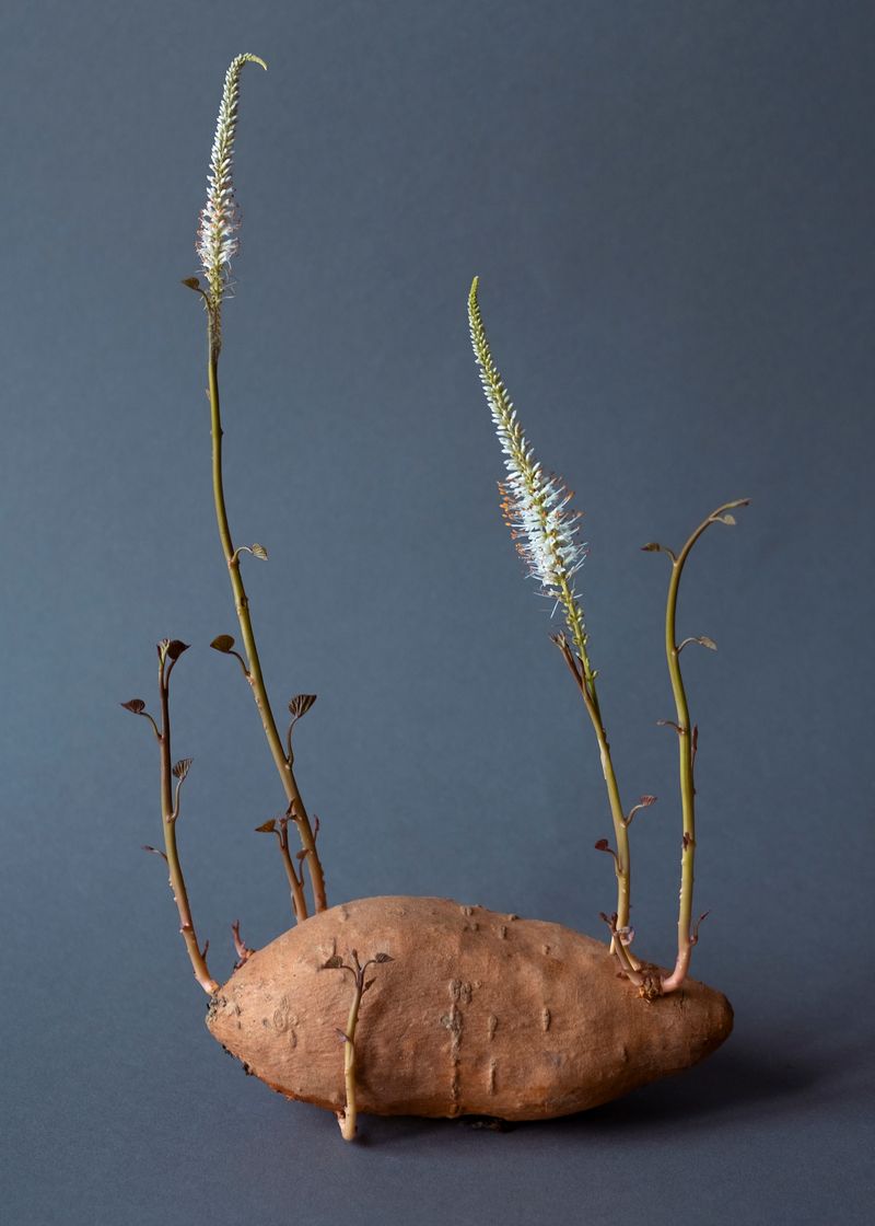 © Daria Senchikhina - Small wonder — fuzzy