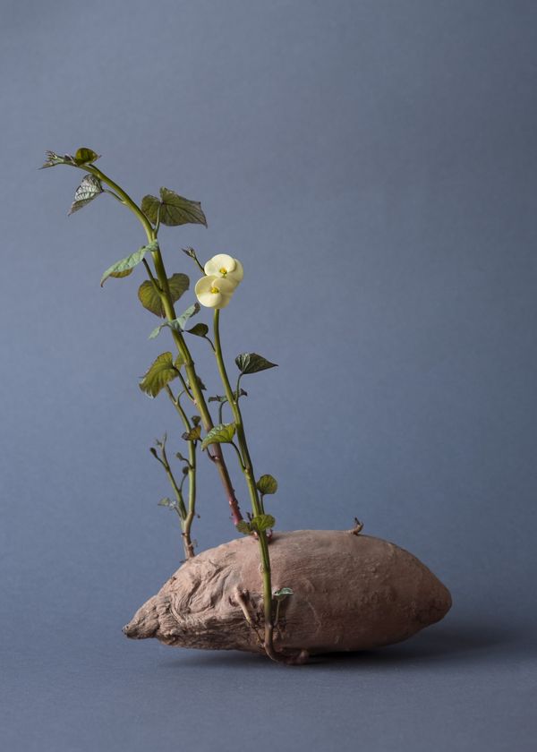 © Daria Senchikhina - Small wonder — yellow