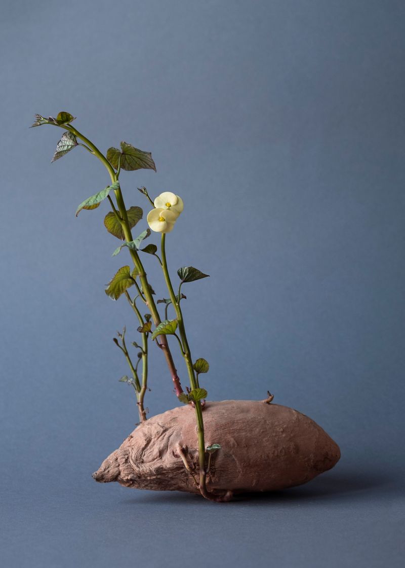 © Daria Senchikhina - Small wonder — yellow