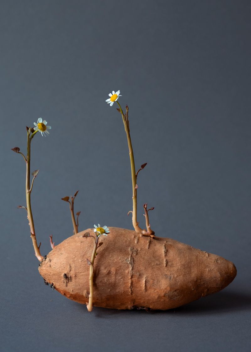 © Daria Senchikhina - Small wonder — cheery