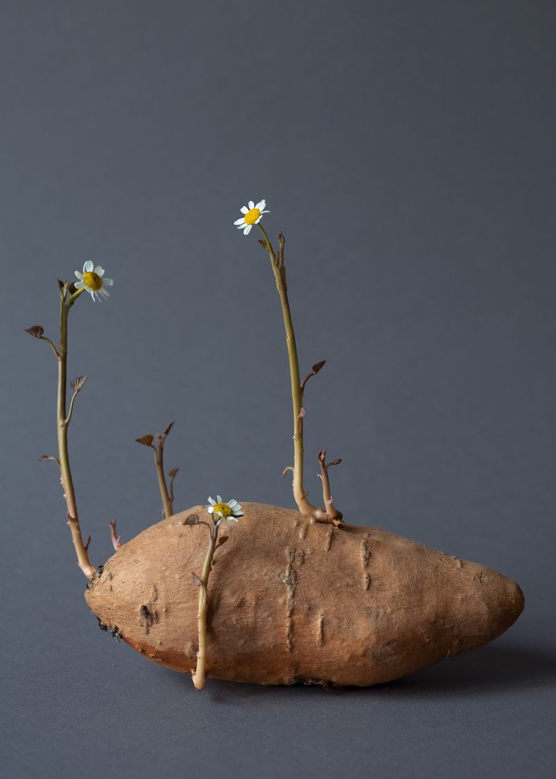 © Daria Senchikhina - Small wonder — cheery
