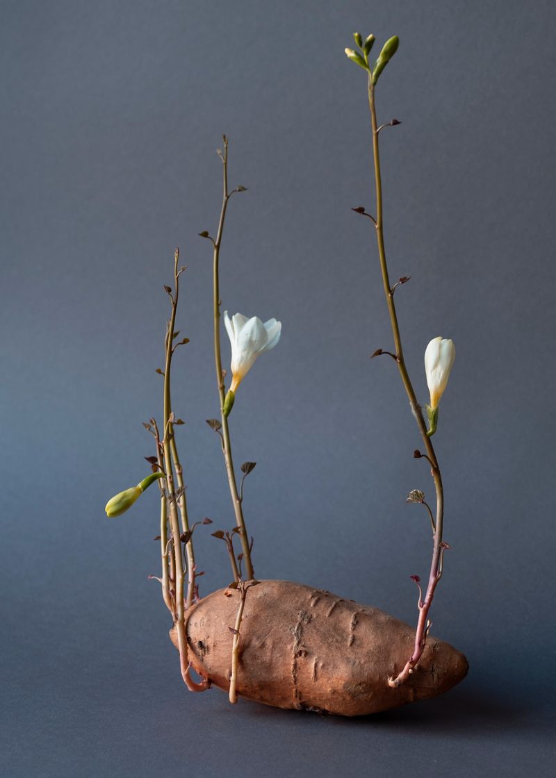 © Daria Senchikhina - Small wonder — sheer