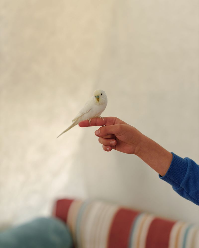 © Carola Cappellari - Image from the Sons of the Sun photography project