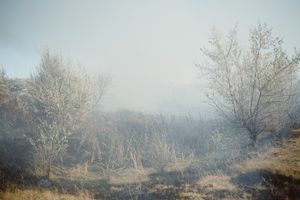 Gagauzlar: Tülü Küü