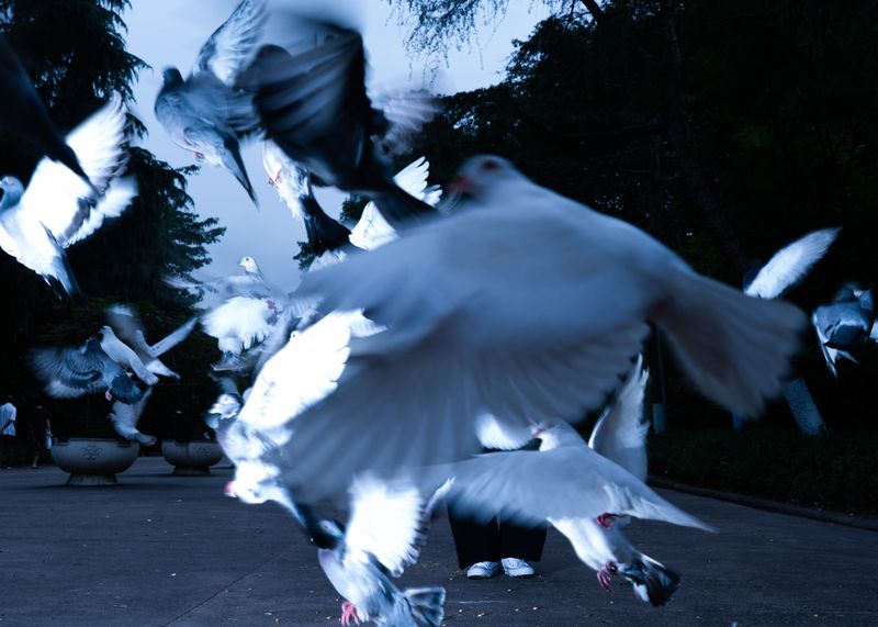 © Guligo Jia - A self-portrait of me standing behind flying pigeons.