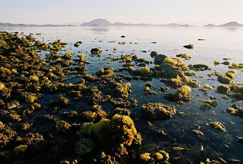 © Angélica Escoto - Image from the Desert sea photography project