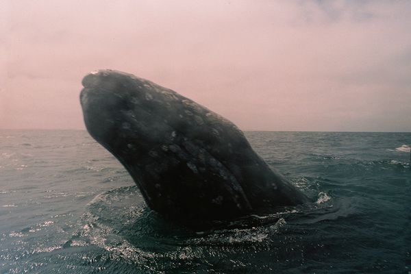 © Angélica Escoto - Image from the Desert sea photography project