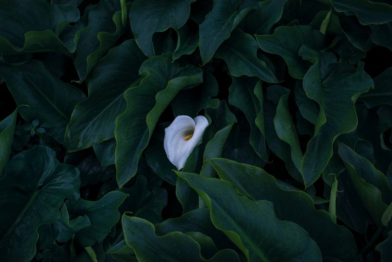 © Savvas Kois - Image from the The girls of the lake photography project