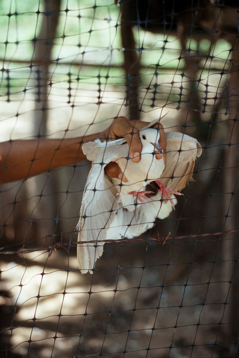 © Marisol Mendez - Image from the Padre photography project