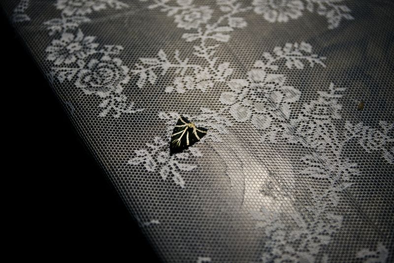 © Diambra Mariani - A night butterfly
