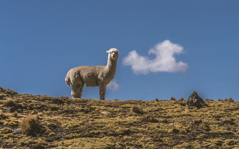 © Javier Gogna - Silencio animal en tierra antigua.