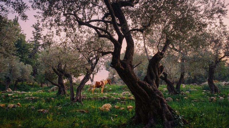 © Habib Saleh - Image from the To Pray Is To Wander About The Meaning Of Life photography project