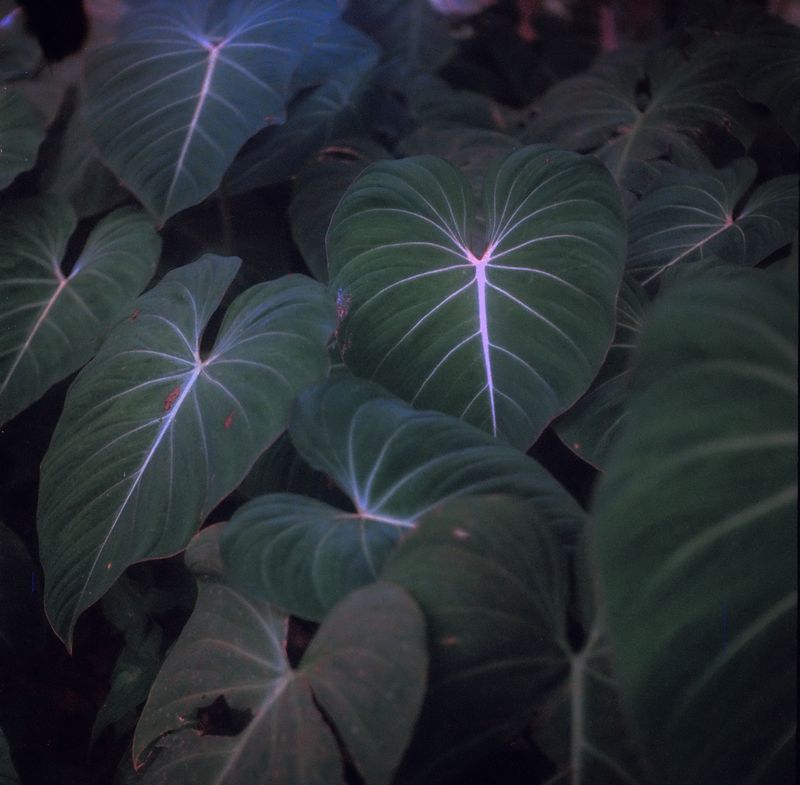 © Kamila K Stanley - Image from the Tenha Orgulho ("Take Pride") photography project