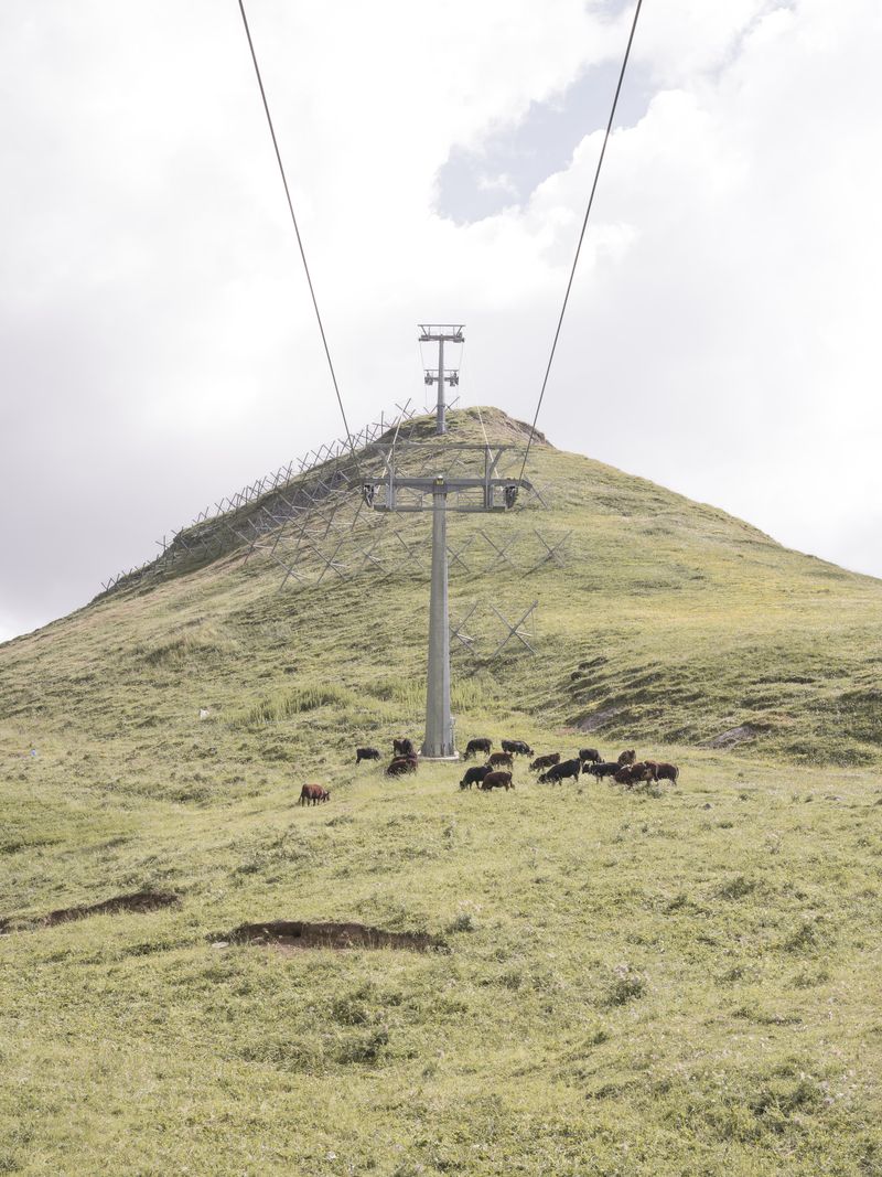 © Filippo Poli - Cows grazing at 2300m