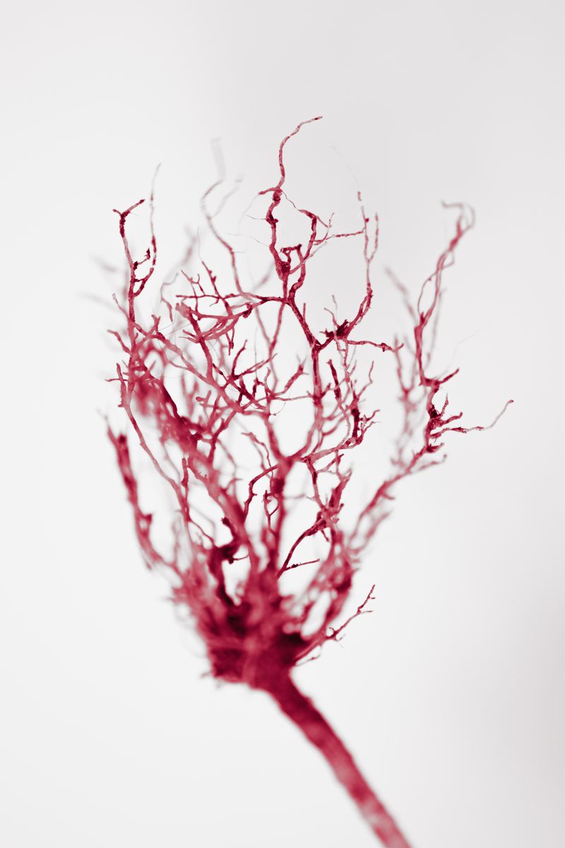 © Elizaveta Kozlova - Image from the SANGUIS ET RADICES photography project