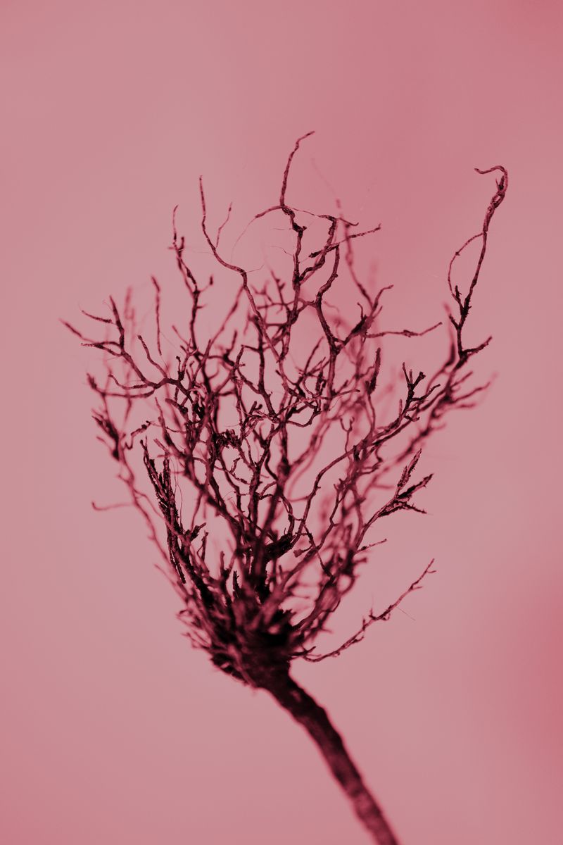 © Elizaveta Kozlova - Image from the SANGUIS ET RADICES photography project