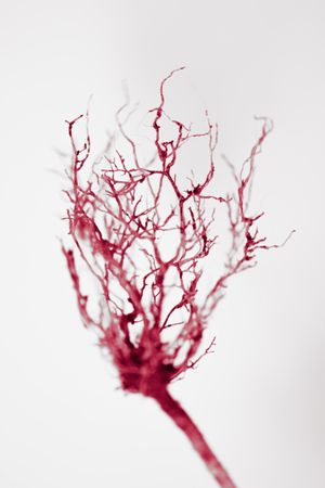 SANGUIS ET RADICES