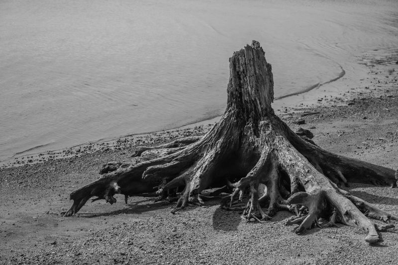 © Elizaveta Kozlova - Image taken on the bank of the Hudson River in July 2022