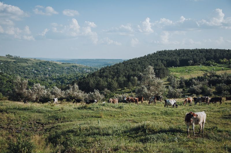 © Anton Polyakov - Overlooking the village of Hristovaia.