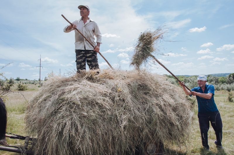 © Anton Polyakov - Haymaking near Rotar village