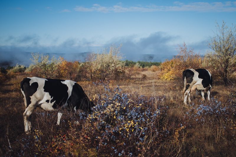 © Anton Polyakov - Hristovaia village. For villagers who own at least one cow there is a rule of taking turns of herding the common herd.