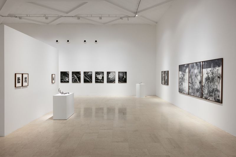 © Benedetta Casagrande - Exhibition view, solo show, All things laid dormant (2025), Triennale Milano