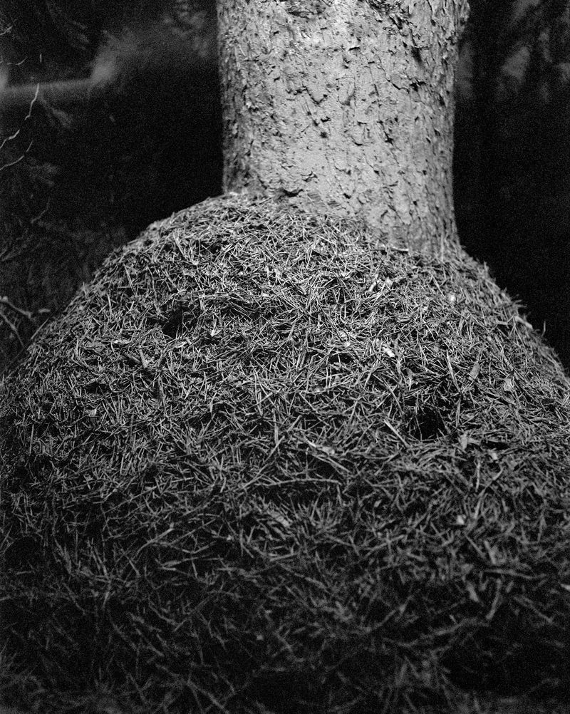 © Benedetta Casagrande - Image from the All Things Laid Dormant photography project