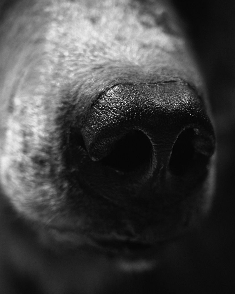 © Benedetta Casagrande - Image from the All Things Laid Dormant photography project