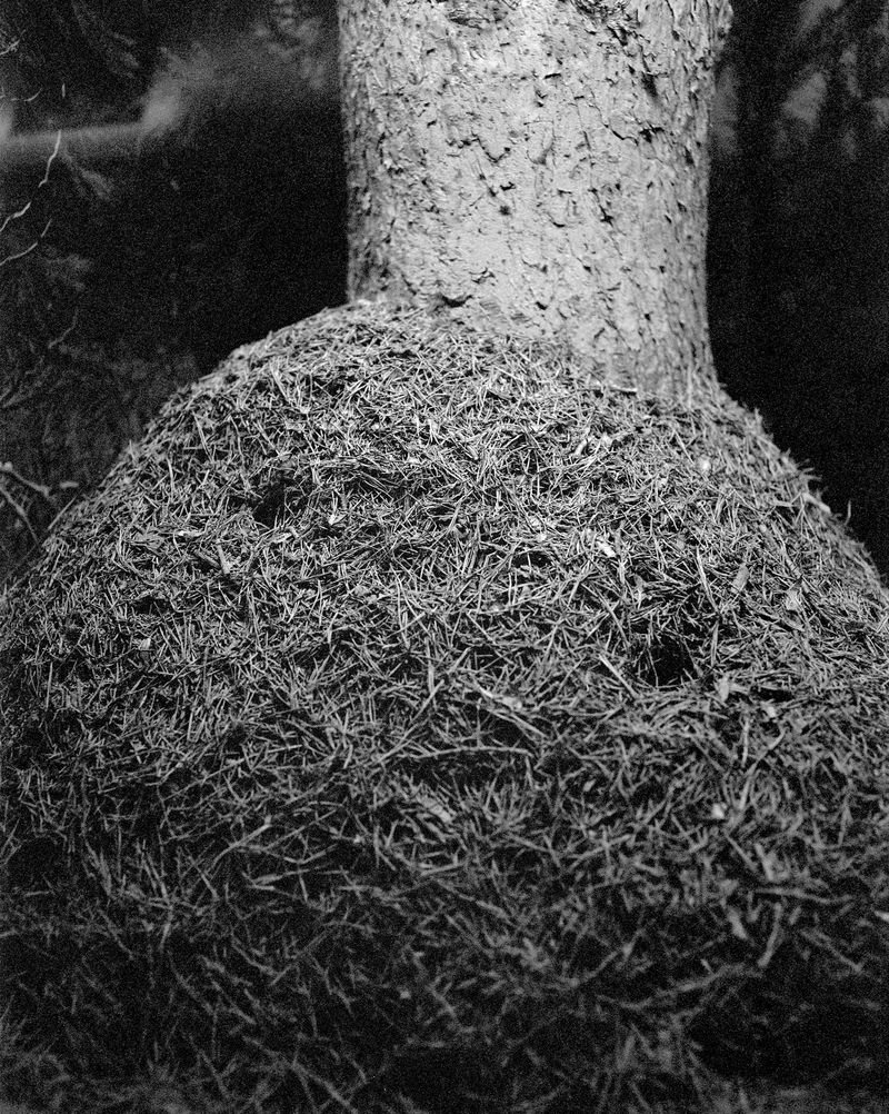 © Benedetta Casagrande - Image from the All Things Laid Dormant photography project