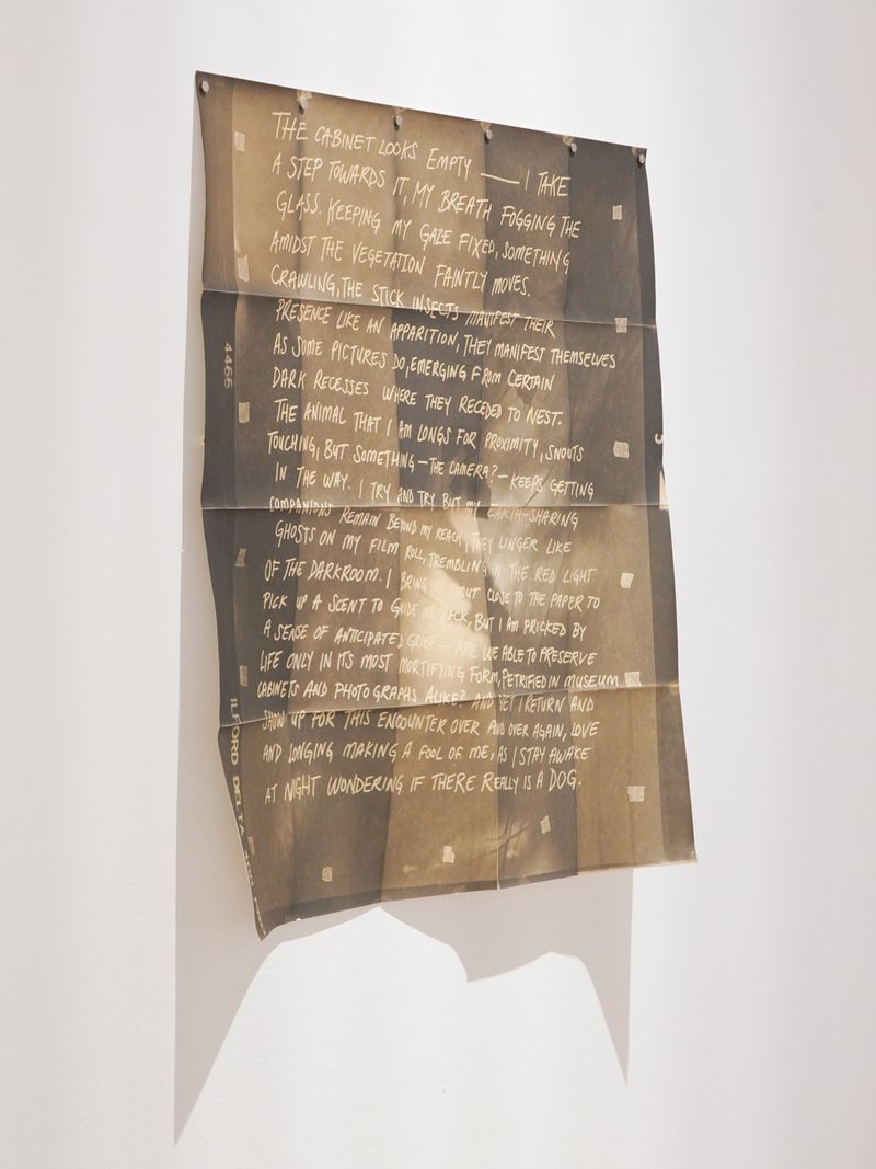 © Benedetta Casagrande - Image from the All Things Laid Dormant photography project