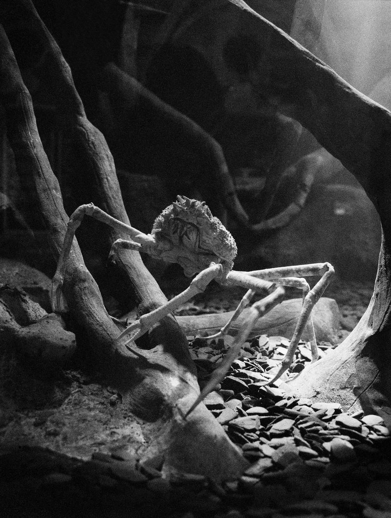 © Benedetta Casagrande - Image from the All Things Laid Dormant photography project