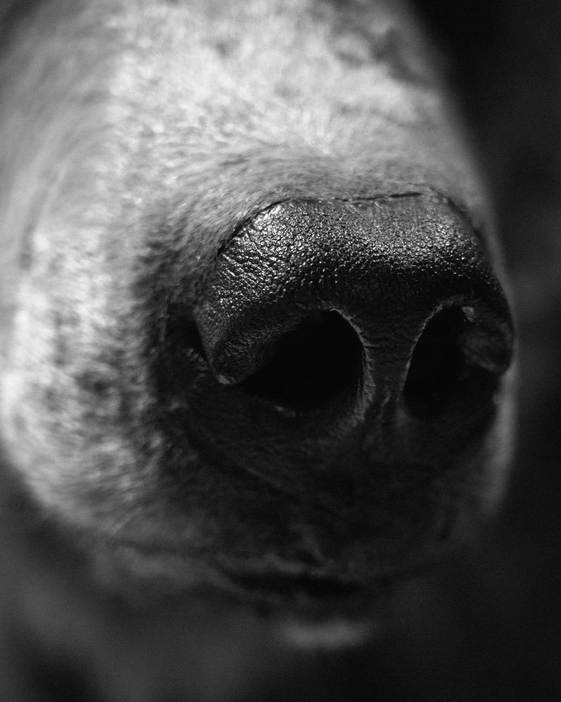 © Benedetta Casagrande - Image from the All Things Laid Dormant photography project