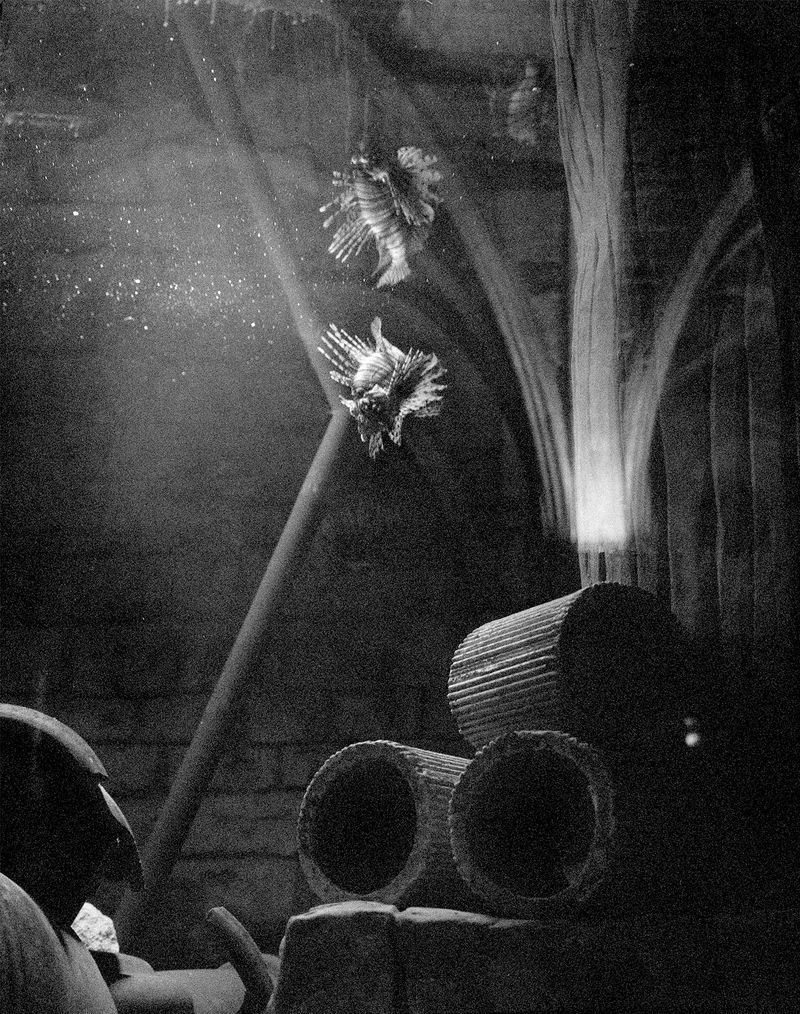 © Benedetta Casagrande - Image from the All Things Laid Dormant photography project