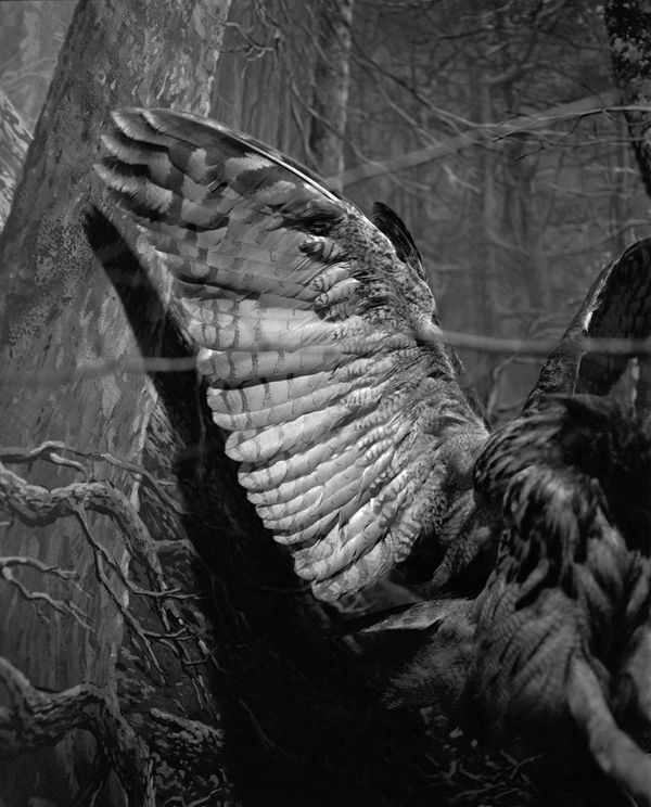 © Benedetta Casagrande - Image from the All Things Laid Dormant photography project