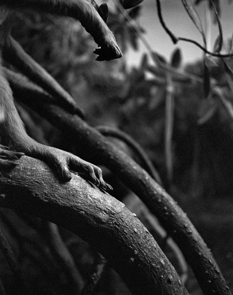 © Benedetta Casagrande - Image from the All Things Laid Dormant photography project