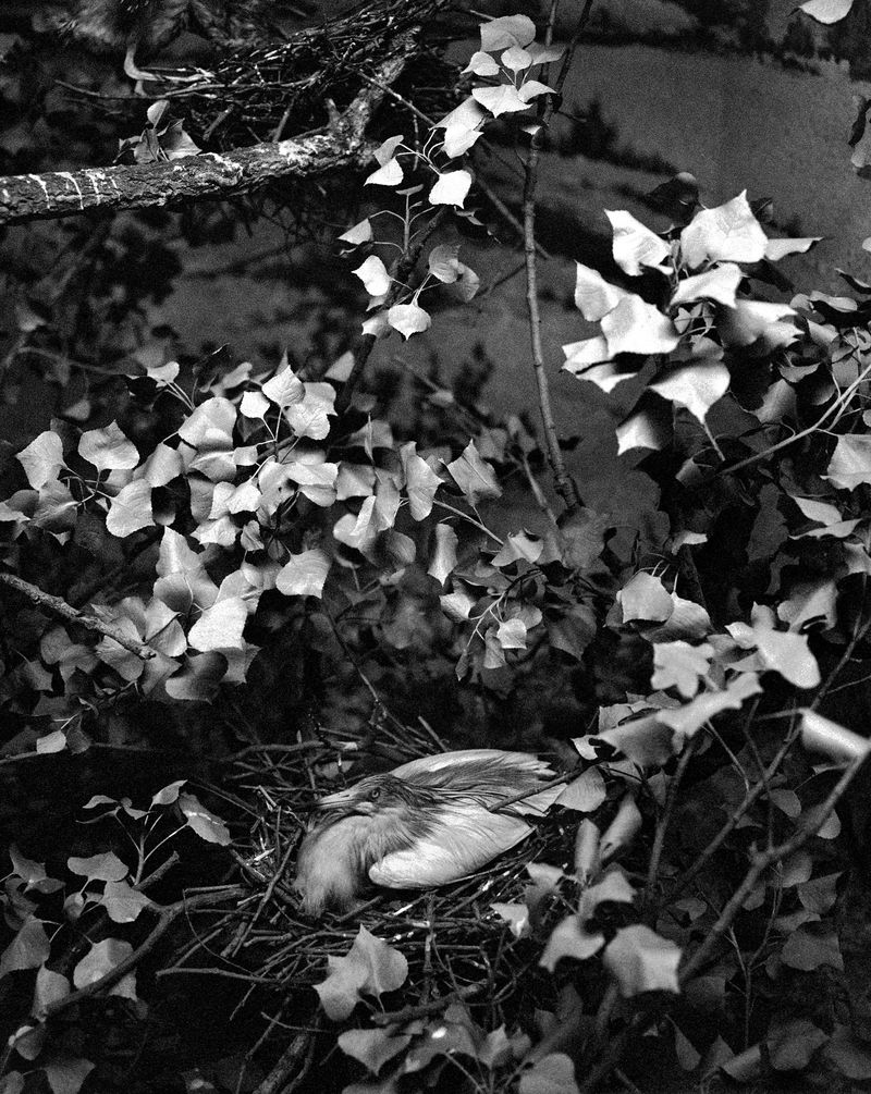 © Benedetta Casagrande - Image from the All Things Laid Dormant photography project