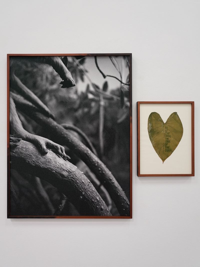 © Benedetta Casagrande - Installation for CONTAMINAZIONI, Giovane Fotografia Italiana | Premio Luigi Ghirri 2024.