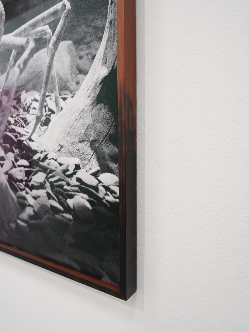 © Benedetta Casagrande - Installation for CONTAMINAZIONI, Giovane Fotografia Italiana | Premio Luigi Ghirri 2024. Hand burnt wooden frames.