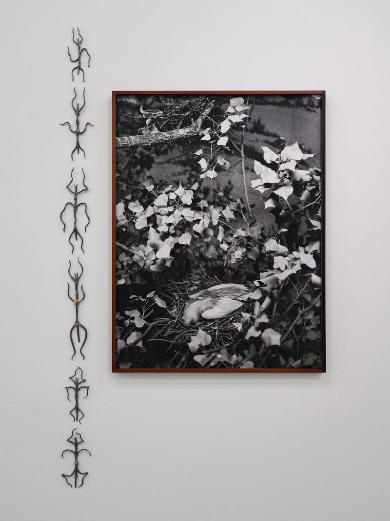 © Benedetta Casagrande - Image from the All Things Laid Dormant photography project