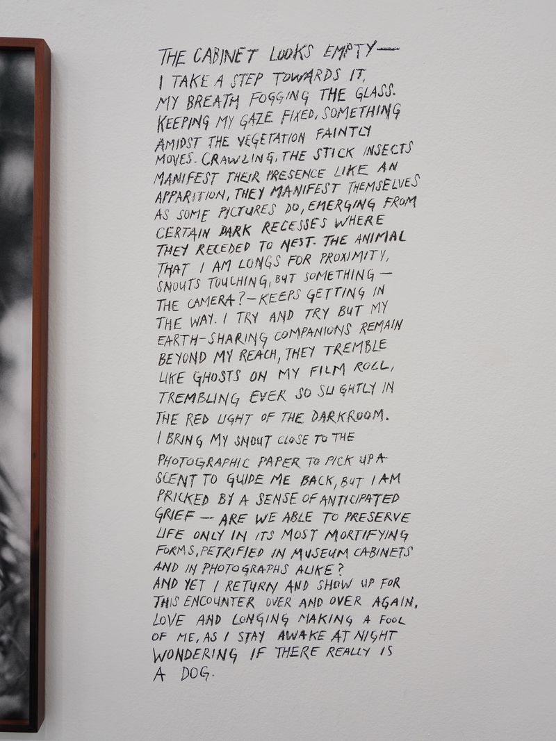 © Benedetta Casagrande - Image from the All Things Laid Dormant photography project