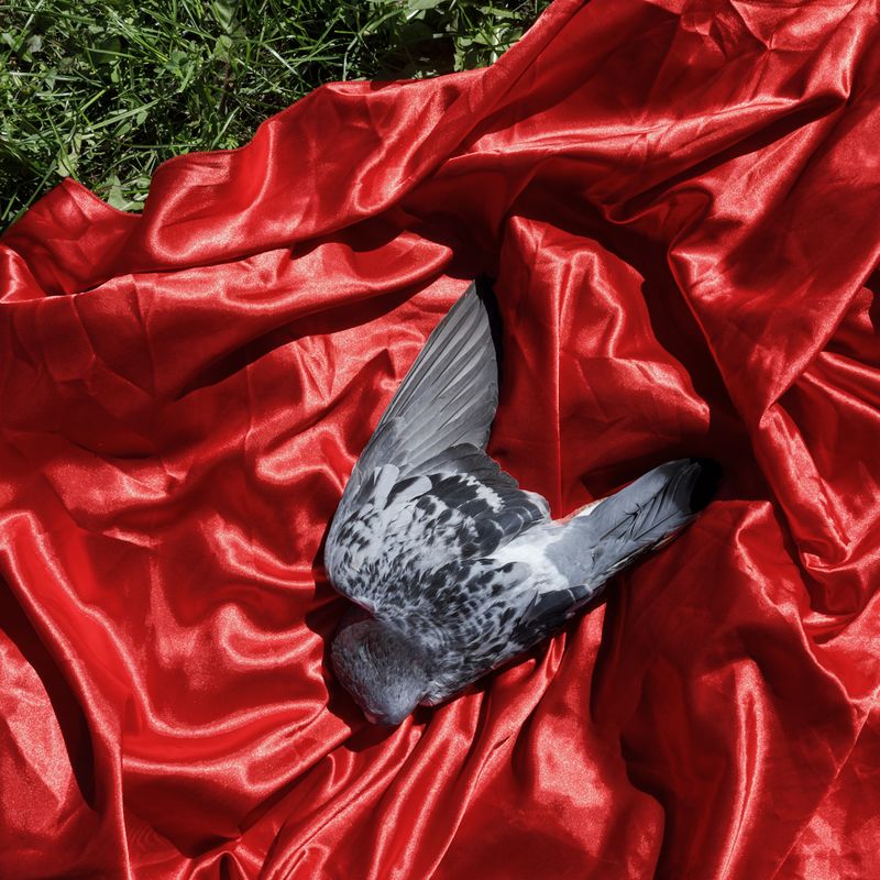 © Johanna Maria Fritz - The pigeon was brought to Mihaela for a love spell, by two young men from Hungary. Mogoșoaia, Romania, 2019.