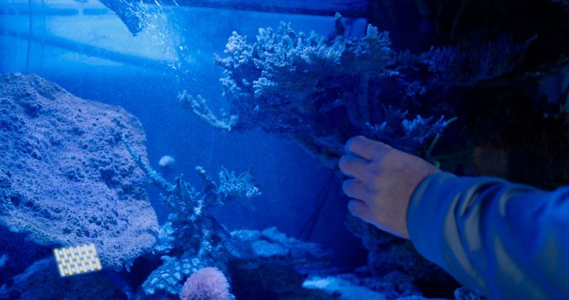 Alvin Luong, Before I was Coral, 2025, Digital Production Still. Courtesy of the artist.