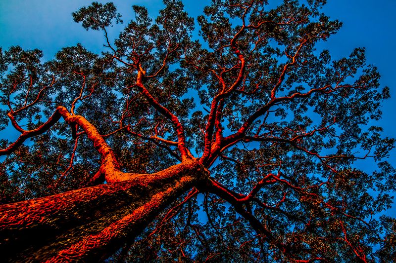 © Az Jackson - Blazing Tenticles
