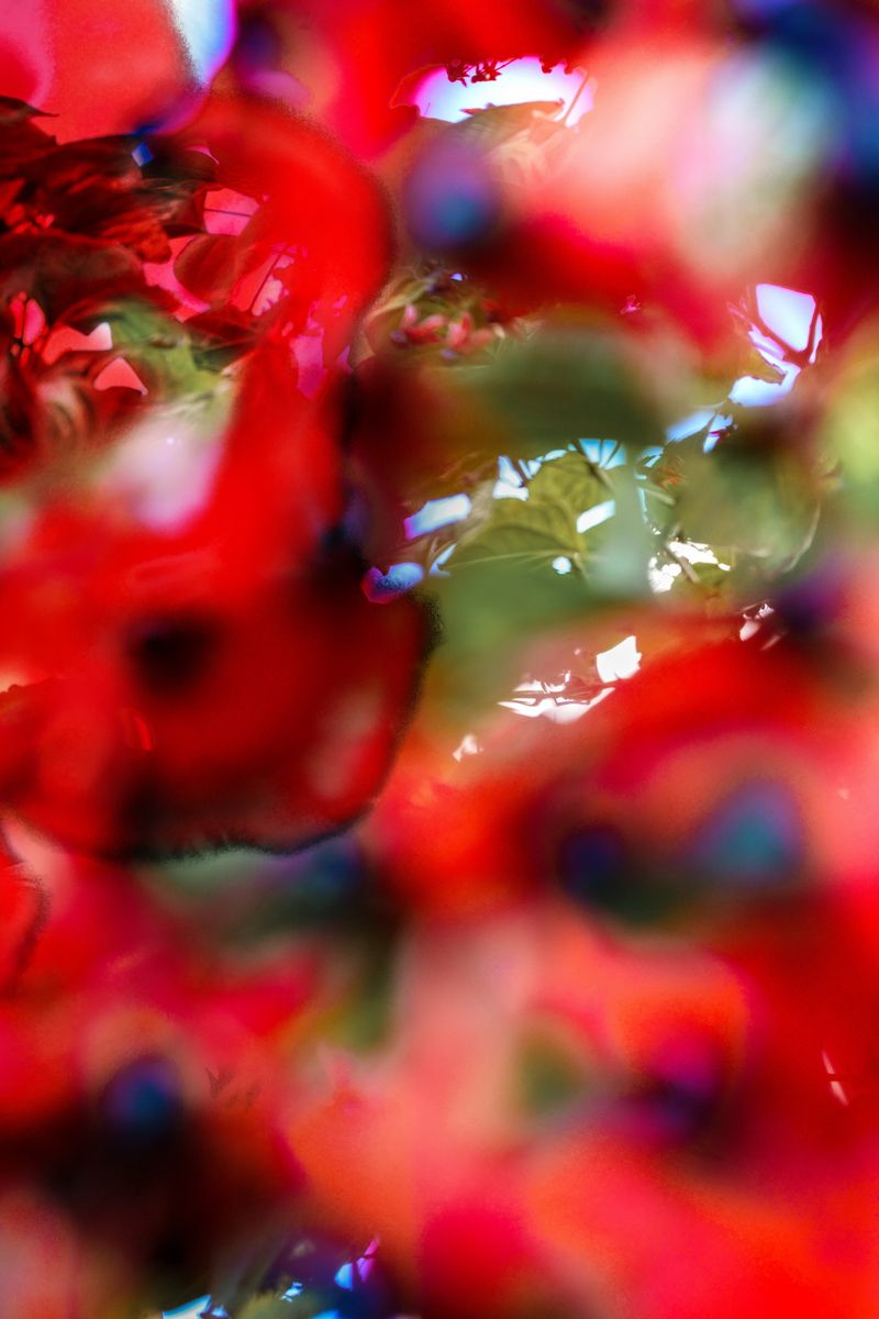 © Elena Subach - Image from the Altered Vision photography project