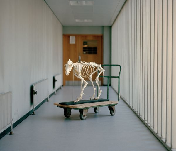 © Tobias Nicolai - Image from the Wolf land photography project