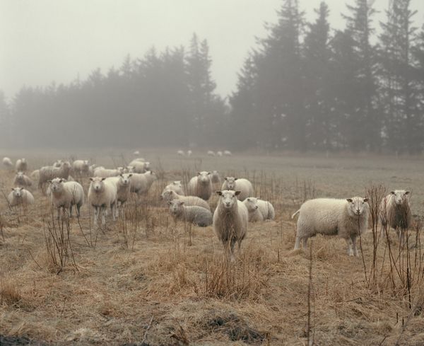 © Tobias Nicolai - Image from the Wolf land photography project